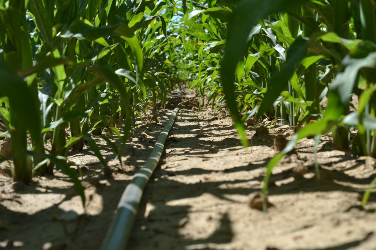 El PP exige ayudas para compensar a los cultivadores que no sembrarán por la sequía