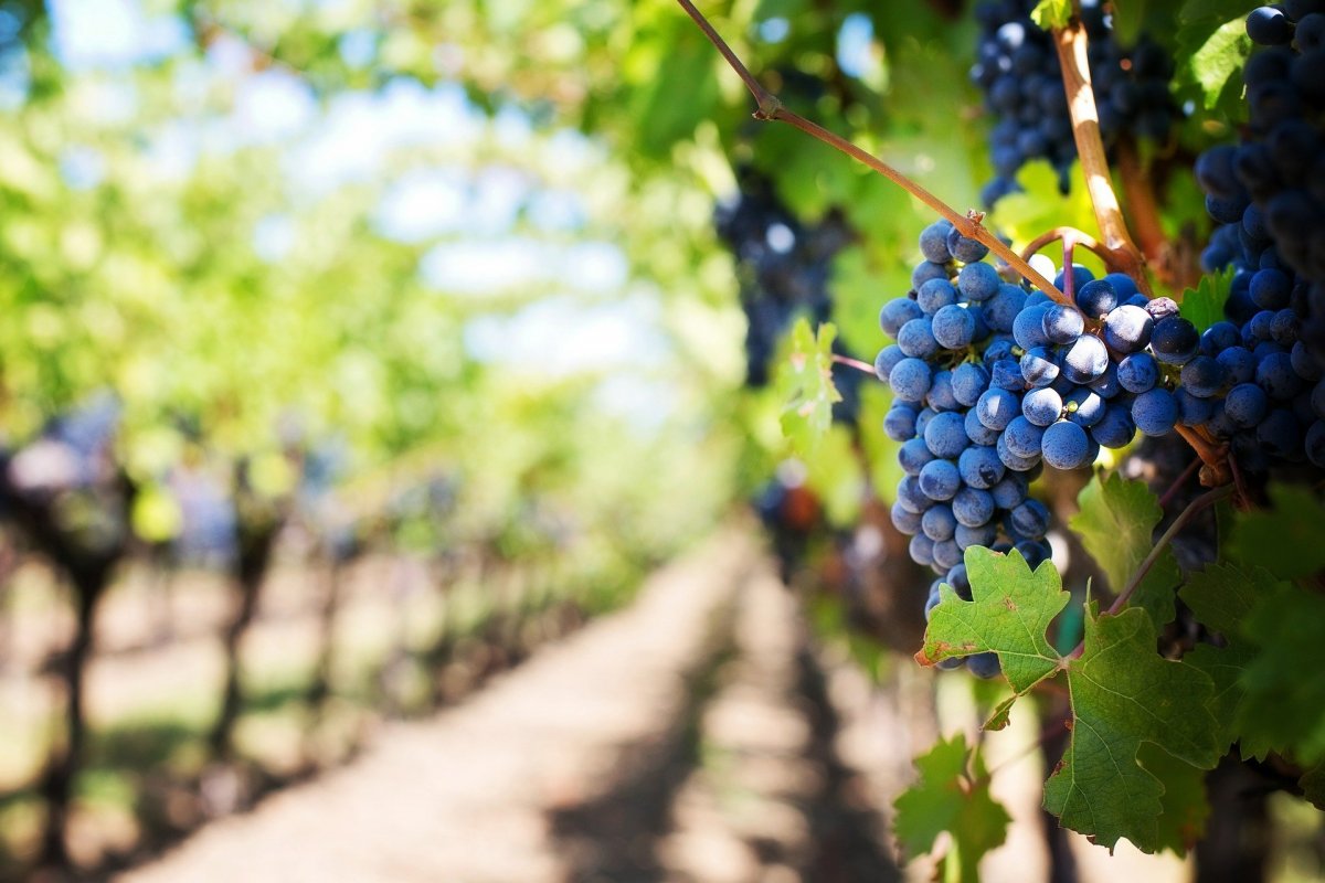 Agricultura destina 2 millones de euros en ayudas a la destilación de subproductos de la vinificación