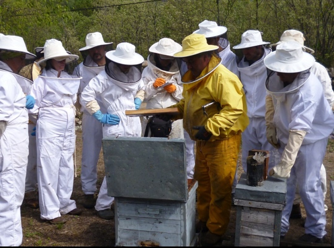 Publicadas las bases reguladoras de las ayudas a mejorar la producción y comercialización de la apicultura
