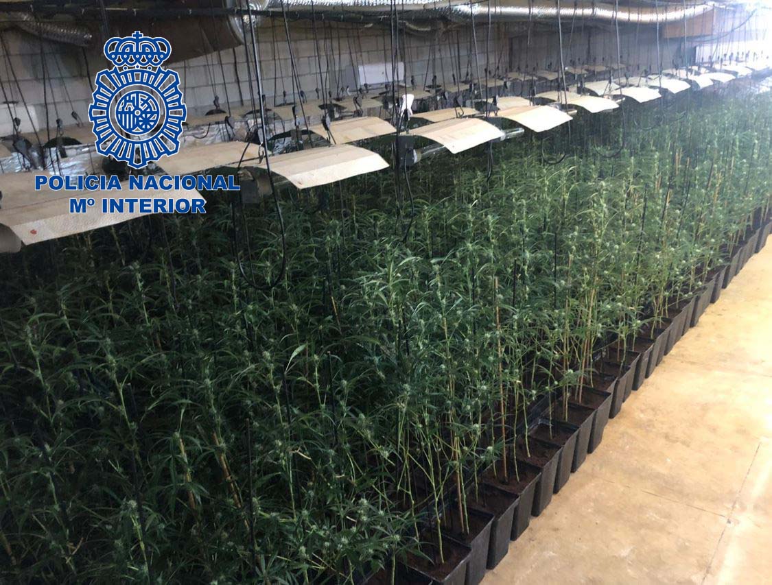 VÍDEO: Detenidos cinco hombres acusados de tener una plantación de marihuana con más de 1.000 plantas