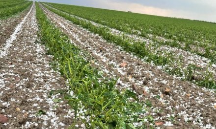 Las tormentas del fin de semana dañan 1.500 hectáreas de cultivos en Extremadura