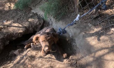 Abandonan atado y sin agua a un cachorro de dos meses en Villafranca de los Barros