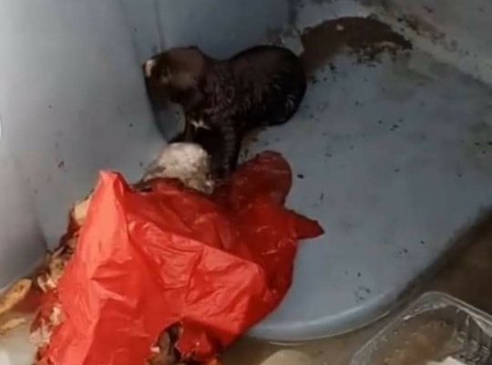 Una vecina de Moraleja encuentra un cachorro de perro que fue arrojado vivo a un contenedor