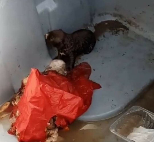 Una vecina de Moraleja encuentra un cachorro de perro que fue arrojado vivo a un contenedor