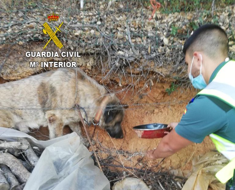 La Guardia Civil rescata un perro que había quedado atrapado tras caer de dos metros de altura
