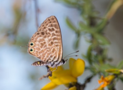 Villamiel pone en marcha un microrrefugio de mariposas con más de 230 especies