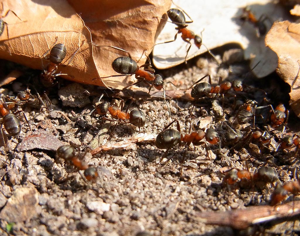 El PSOE pide una solución urgente para acabar con la plaga de hormigas que afecta a una barriada pacense