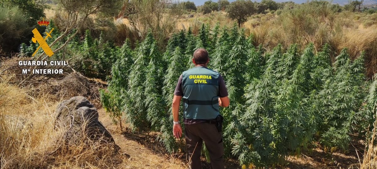 VÍDEO: Detenido un vecino de Valencia de Alcántara acusado de tener una plantación de marihuana con más de 80 plantas
