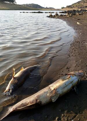 Encuentran miles de peces muertos en el embalse de Tentudía