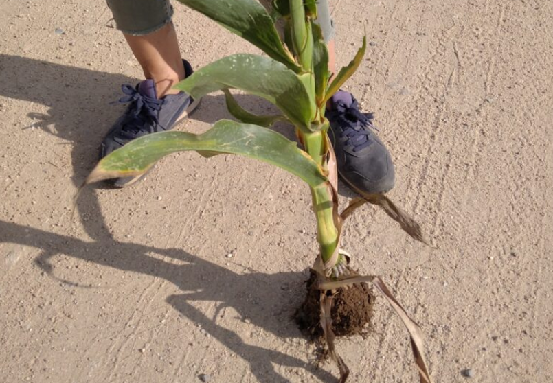 Detectada la presencia del virus del enanismo rugoso del maíz en cultivos del norte de Extremadura