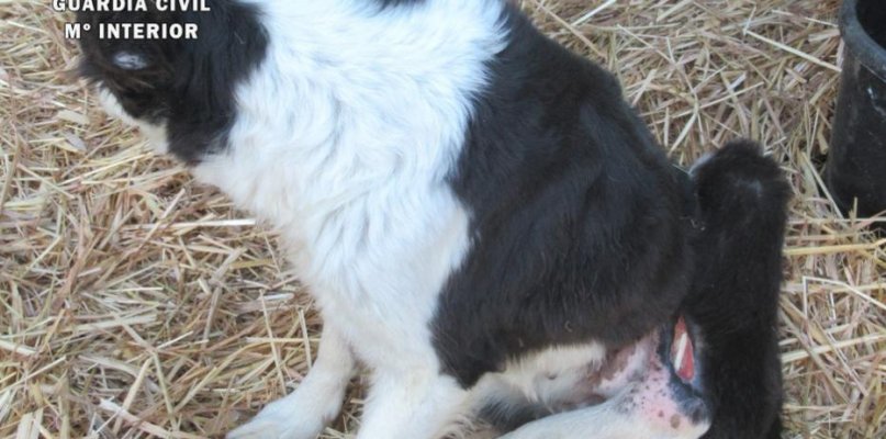Investigado por no dar tratamiento a un perro con una herida en la que se veían partes internas del animal