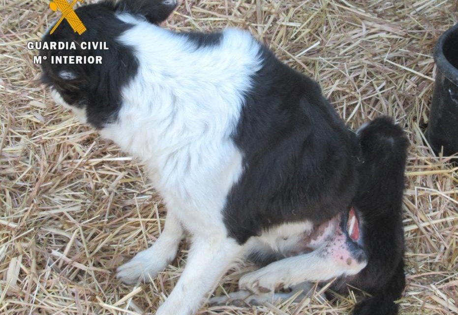 Investigado por no dar tratamiento a un perro con una herida en la que se veían partes internas del animal