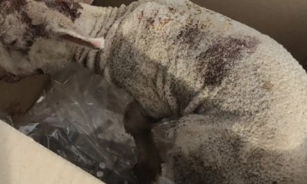 Cáceres pide colaboración ciudadana para dar con el maltratador de una cría de cordero que fue arrojada a un contenedor