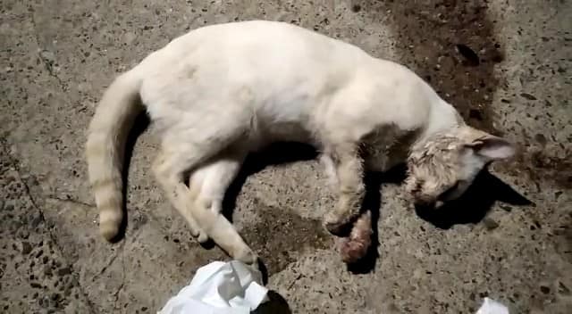 Confirman un nuevo caso de envenenamiento de gatos callejeros Montehermoso - Interior