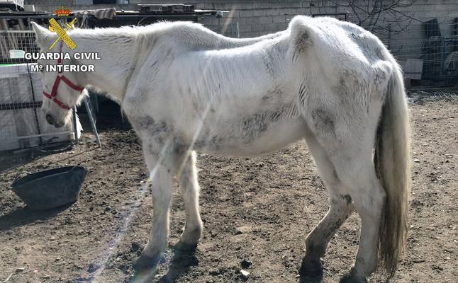 Casi dos años de cárcel por abandonar a sus caballos sin agua y alimento en un pueblo de Cáceres
