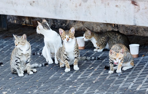 Badajoz acomete una actuación «urgente» para controlar las colonias felinas