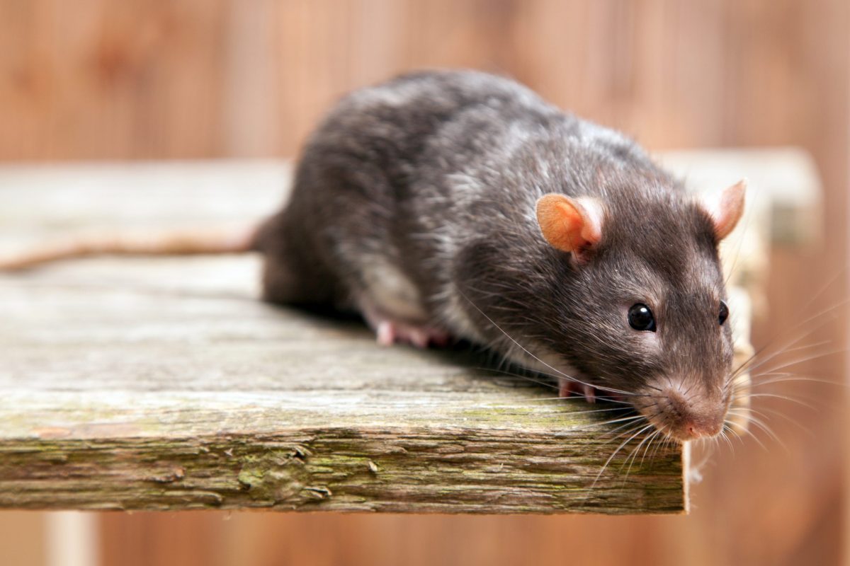 Reclaman un programa municipal contundente contra las plagas de ratas y cucarachas