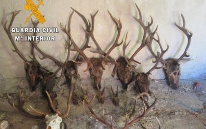La Guardia Civil decomisa 19 trofeos de caza mayor en una operación contra el furtivismo