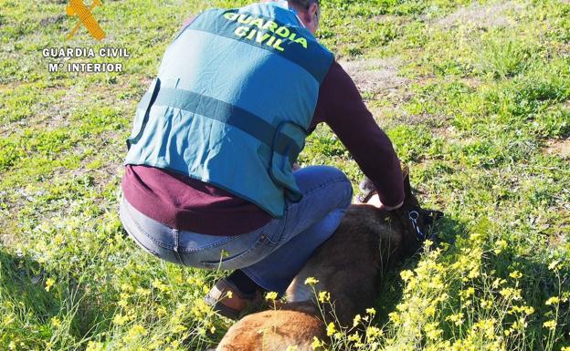Detenido un vecino de Badajoz de 39 años  que se hacía pasar por veterinario