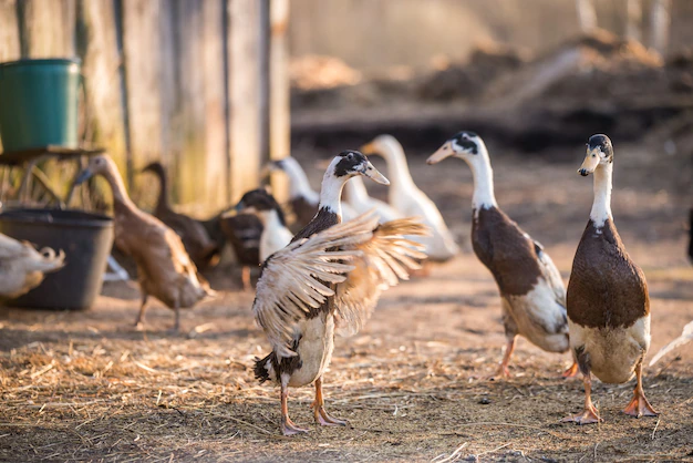 España detecta 29 focos de gripe en aves domésticas que amenazan las exportaciones del sector avicultor