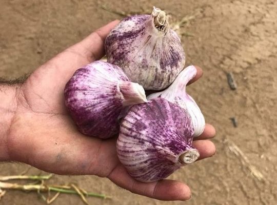 ¿Qué es el «Ajo Piporro»?, el gran tesoro culinario que esconde Extremadura