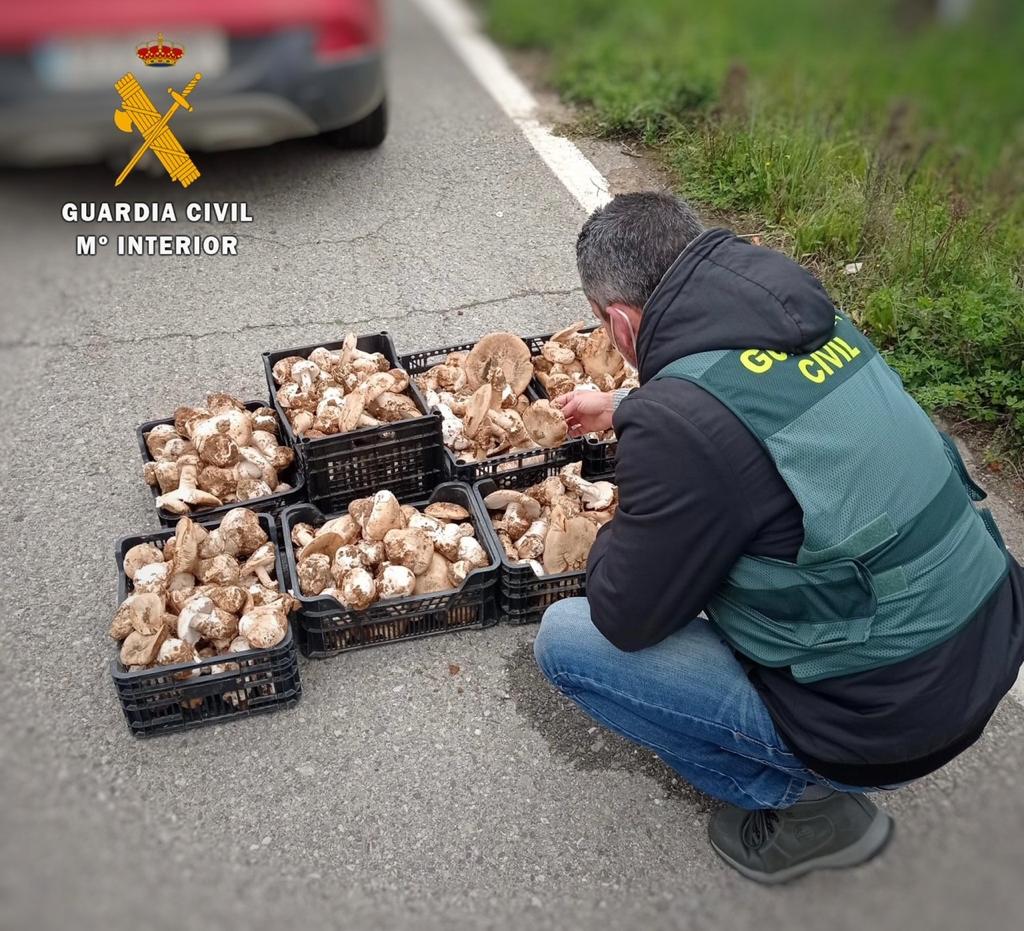 Sorprenden a tres andaluces con 50 kilos de setas recolectados ilegalmente en Salorino