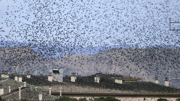 Casar de Cáceres pone en marcha una campaña de control de estorninos y palomas