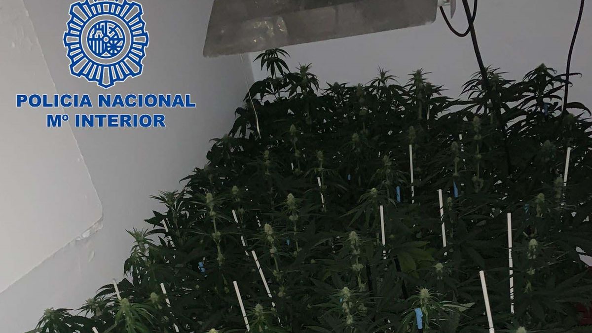 Desmantelan una plantación indoor de marihuana con 148 plantas en Mérida