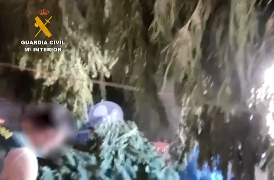 VÍDEO: Desmantelan una empresa que se dedicaba a la venta de cogollos y derivados de la marihuana en Cáceres y Almería