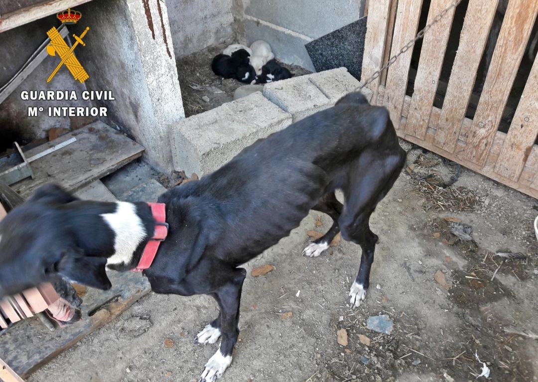 Investigan a una vecina de Zafra por tener sin agua, comida y en mínimas condiciones higiénicas a 10 perros