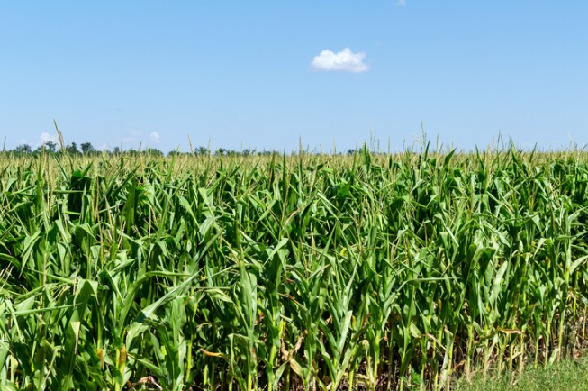 La Unión exige el cese de la consejera Begoña García por “discriminar” a los productores de maíz