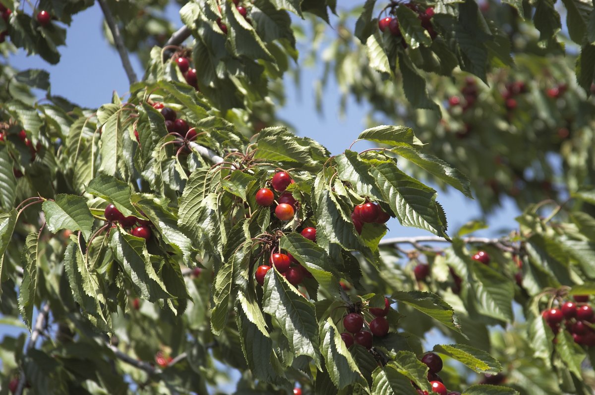 Comienza la certificación de las primeras cerezas de la D.O.P. “Cereza del Jerte”