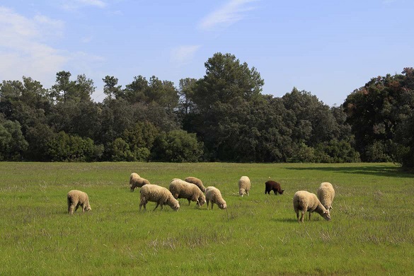 La Junta amplía hasta el 30 de junio el pastoreo controlado con ovino en zonas forestales para prevenir incendios
