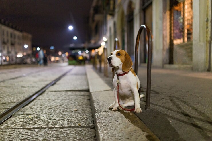 El Ayuntamiento de Plasencia repartirá 2.000 botellas para que dueños de perros limpien los orines