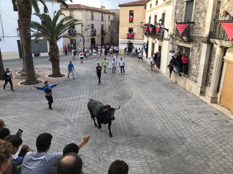 Comienzan los preparativos para el traslado de bueyes a caballo de las fiestas de San Juan de Coria