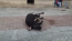 VIDEO: PACMA denunciará al Ayuntamiento de Coria por permitir dar muerte a los toros de un tiro en la cabeza