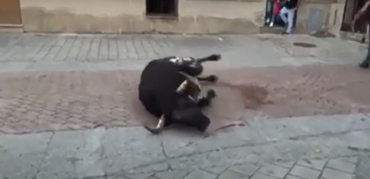 VIDEO: PACMA denunciará al Ayuntamiento de Coria por permitir dar muerte a los toros de un tiro en la cabeza