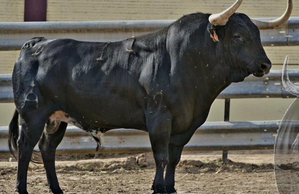 Coria se queda sin el toro de Albaserrada para la madrugada del día 24 y recurre a la ganadería de Isaías y Tulio Vázquez