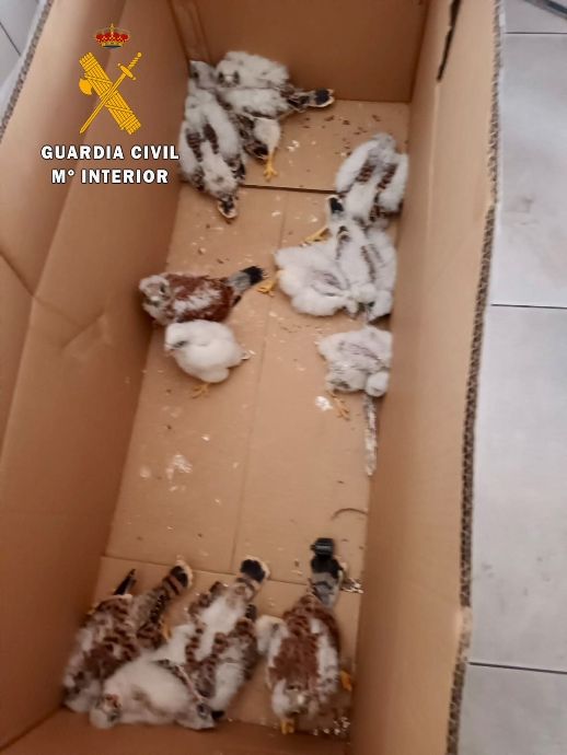 Sorprendidas cinco personas, entre ellas un menor, con 13 pollos de cernícalo primilla