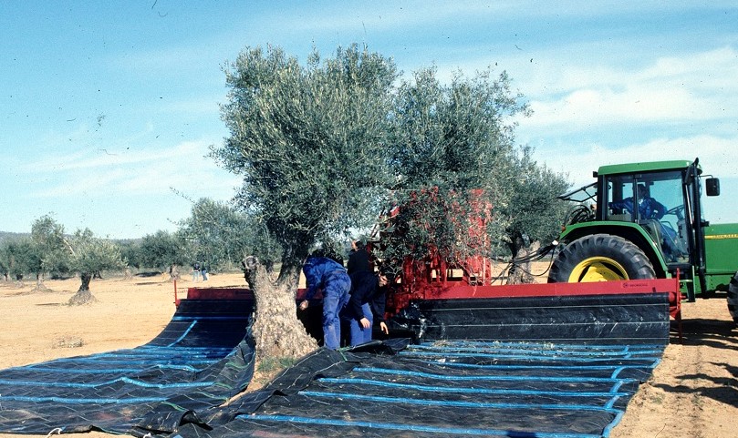 El aceite de oliva virgen extra Villuercas-Ibores-Jara ya tiene protección nacional