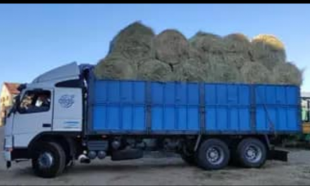 Diputación de Cáceres repartirá alpacas entre los ganaderos de lo pueblos afectados por los incendios