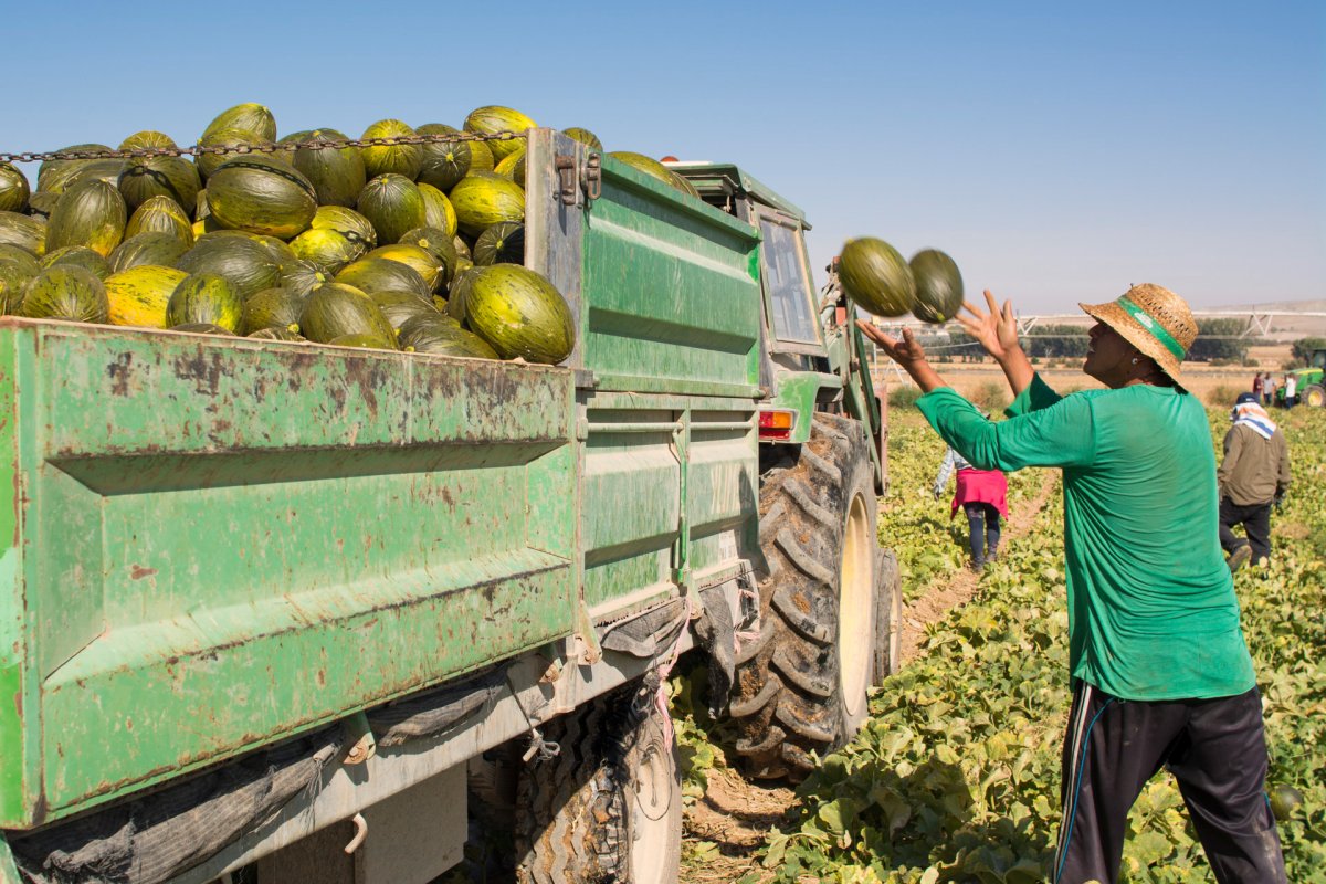 UPA sobre el precio de la fruta: “Los intermediarios se forran mientras los agricultores nos arruinamos”