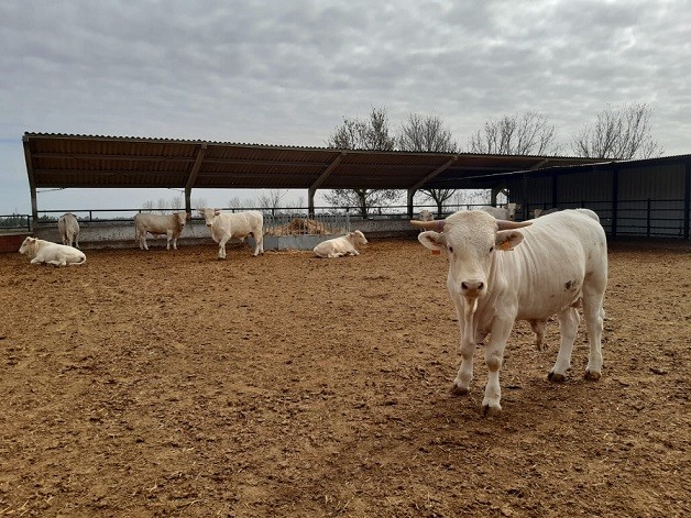 Extremadura da ayudas para conservar la vaca blanca cacereña, la gallina azul y la cabra verata