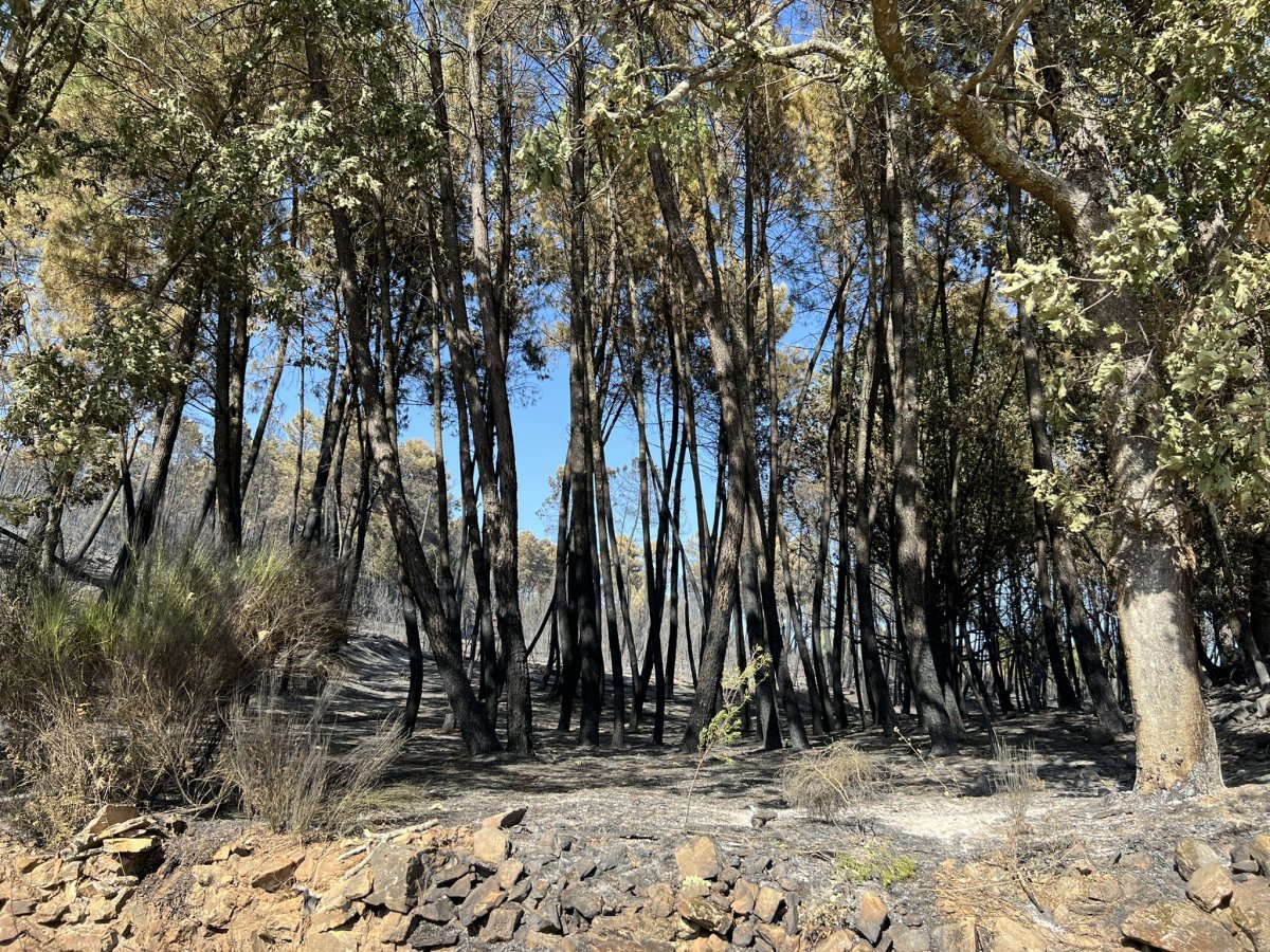 DESTACADO: El Infoex da por estabilizado el incendio de Sierra de Gata y los vecinos de Torre regresan este viernes a sus casas