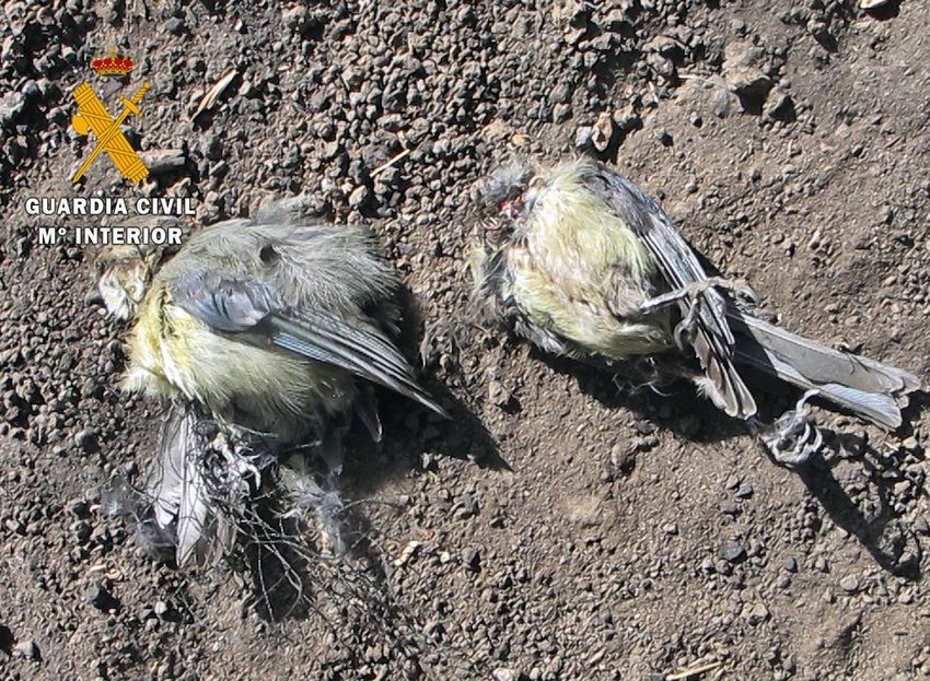 Investigado un vecino de Calzadilla por capturar pájaros de manera ilegal