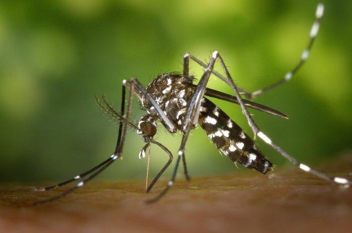 El SES y la UEX incorporan el Mosquito Alert en el programa de vigilancia de mosquito tigre