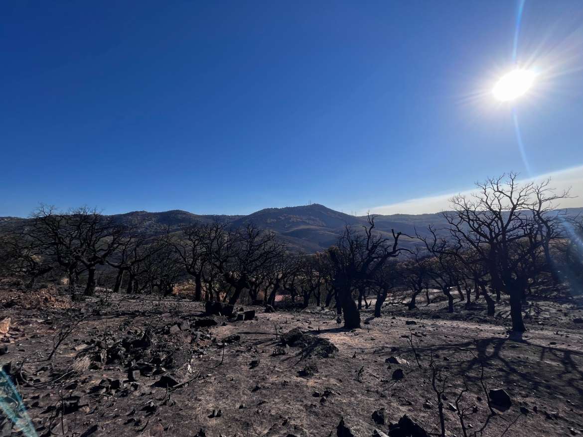 El incendio forestal de Monfragüe arrasó 2.755 hectáreas y de forma urgente comenzará la retirada de la madera