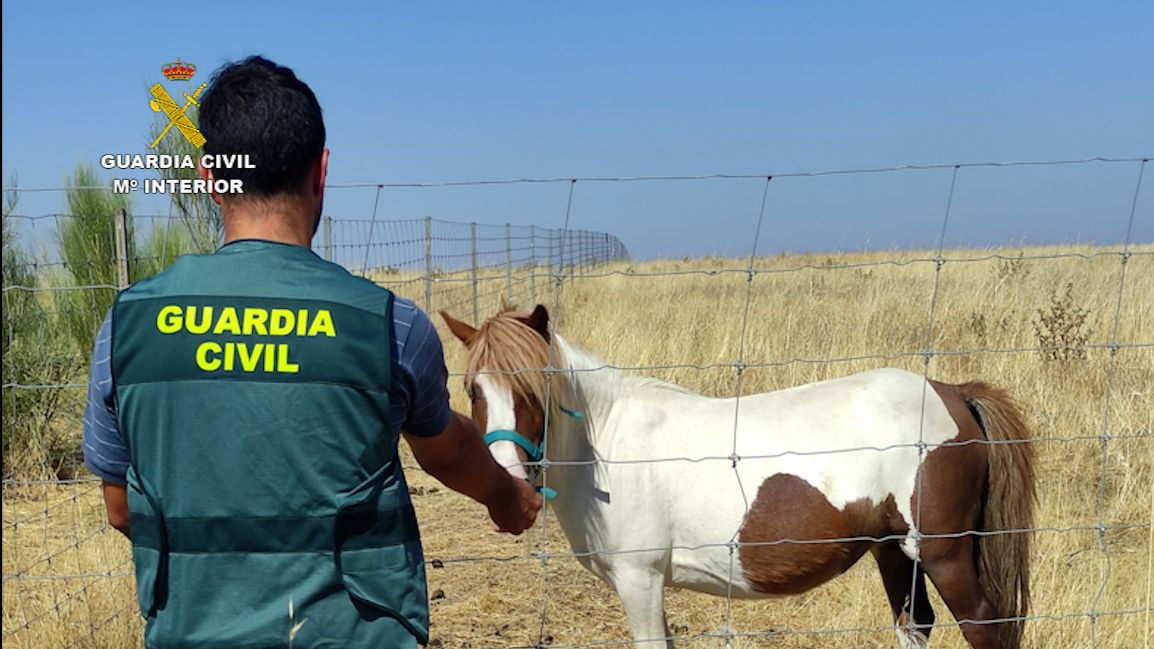 Detenidos tres hombres por un supuesto delito de estafa en la compra de ponis en Oliva de Plasencia