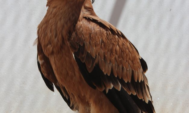 Un hospital veterinario de Extremadura trasplanta huesos de animales fallecidos para devolver la movilidad a aves salvajes