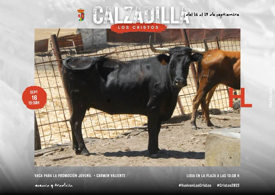 GALERÍA: Estos son los toros que saldrán en las fiestas de Los Cristos de Calzadilla